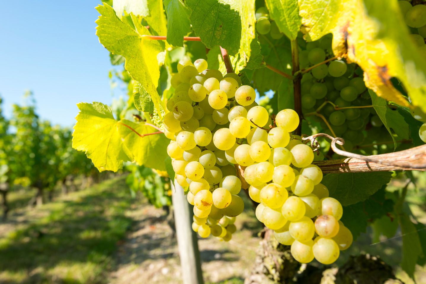 les vignes oenologiques