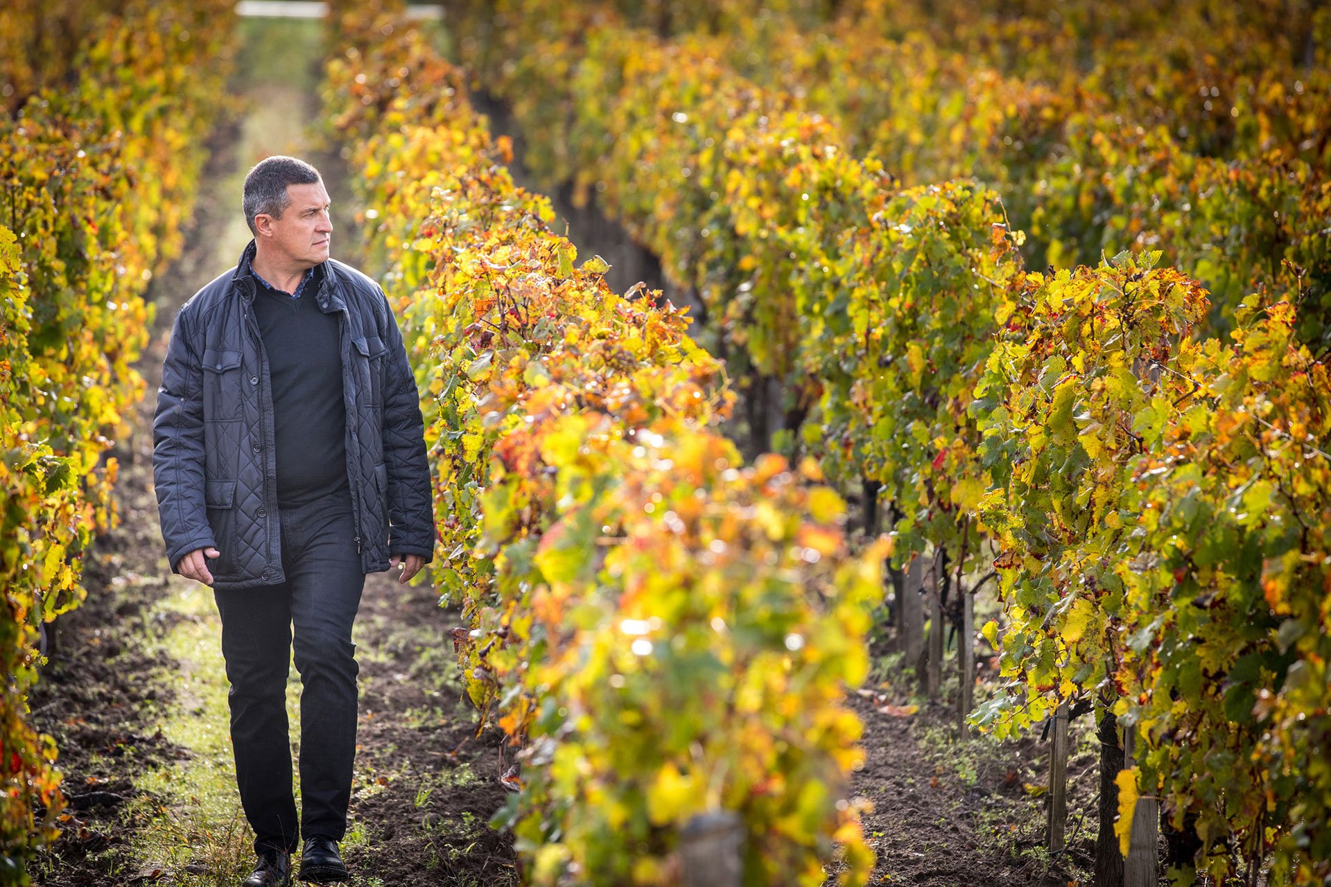 les vignes